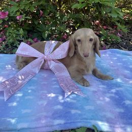 Breeze - Dachshund