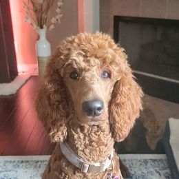 Gemma - Poodle
