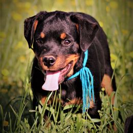 Rottweiler All Grown Up from Cross O Ranch Rottweilers