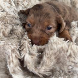 Luna bell - Dapple female Dachshund puppy in North Fort Myers, Florida from Trust Fund Devil Kennel