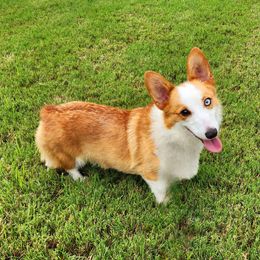 Ariett - Pembroke Welsh Corgi