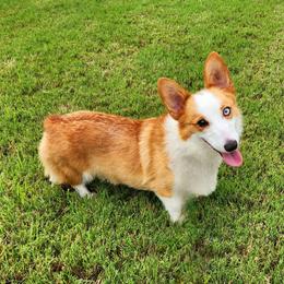 Ariett - Pembroke Welsh Corgi