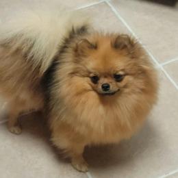 Pomeranian Puppies from Blue Ridge Pomeranian