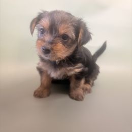 Yorkshire Terrier Puppies from Jaymele Fultz