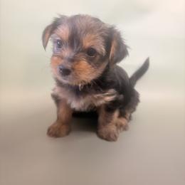Yorkshire Terrier Puppies from Jaymele Fultz