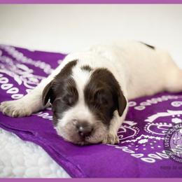 Miss Purple - Chocolate female Australian Labradoodle puppy in Wake Forest, North Carolina from Lucky Country Labradoodles