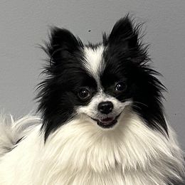 Pomeranians from Mack's Blue Merle Poms