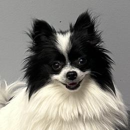 Pomeranians from Mack's Blue Merle Poms