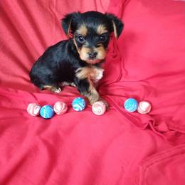 Boy 1 - Black and gold male Yorkshire Terrier puppy in St. Louis, Missouri from Yorkieville Pups Of Love