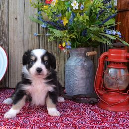 Hank - Black Miniature Australian Shepherd puppy in Yale, Oklahoma from CTM Toy & Mini Aussies