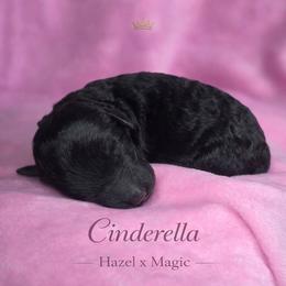 Cinderella - Brindle female Poodle puppy in Springfield, Oregon from Valaurah Farms