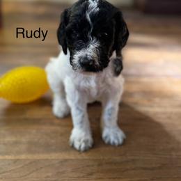 Bernedoodle and Double Doodle Puppies from ETX Dandy Doodle