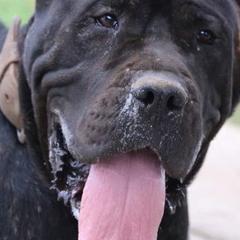 Perro de Presa Canarios from Presas With Attitude