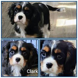 Clark - Tri-color male Cavalier King Charles Spaniel puppy in Rochelle, Illinois from Lakeview Cavaliers