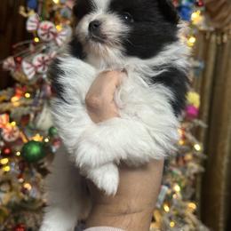 Girl 2 - Black and tan parti female Pomeranian puppy in El Paso, Texas from Texas quality pomeranians