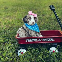 Aussiedoodle, Australian Mountain Doodle, and Bernedoodle Puppies from Magnolia Grove Farms