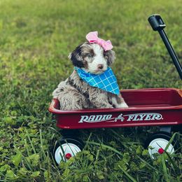 Aussiedoodle, Australian Mountain Doodle, and Bernedoodle Puppies from Magnolia Grove Farms