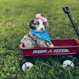 Aussiedoodle, Australian Mountain Doodle, and Bernedoodle Puppies from Magnolia Grove Farms