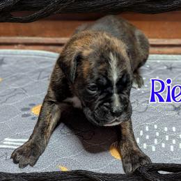Riese - Brindle male Boxer puppy in Mountain Home, Idaho from LJK Boxers & Toy Aussies