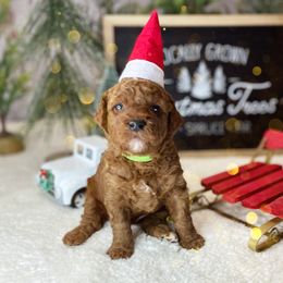 Goldendoodle Puppies from Goldendoodle Utah