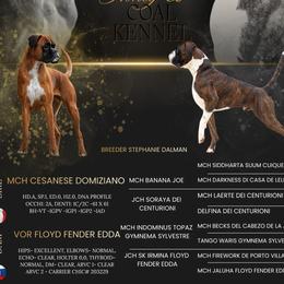Boxer puppies from Honey and Coal Kennels