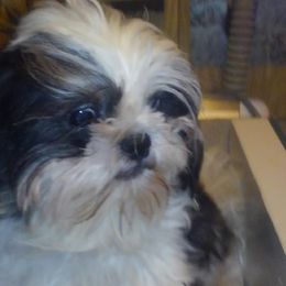 Shih Tzus from So Cal Shih Tzu