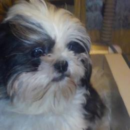 Shih Tzus from So Cal Shih Tzu