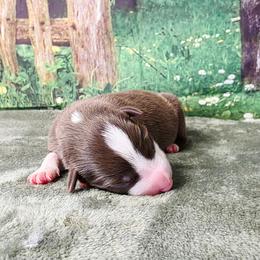 Sara Grey - Chocolate female Border Collie puppy in Avilla, Indiana from Borderline Kennels