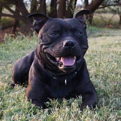Staffordshire Bull Terriers from Volstock Staffordshire Bull Terriers