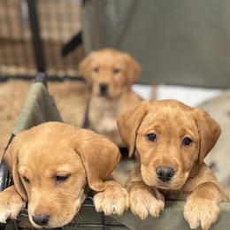 Butterscotch-yellow female - Yellow female Labrador Retriever puppy in Gig Harbor, Washington from Mayfield Farm
