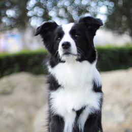 Border Collie All Grown Up from Embrace Border Collies