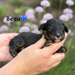 Beau - Black phantom male Aussiedoodle puppy in Lancaster, Minnesota from Finney Ranch