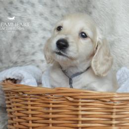 Velvet Charm - Cream male Dachshund puppy in Cantonment, Florida from Dreamheart Dachshunds LLC