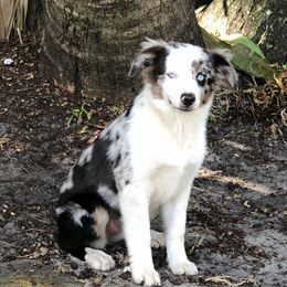 Blueberry - Miniature American Shepherd
