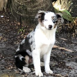 Blueberry - Miniature American Shepherd