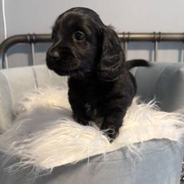 Eclipse - male Dachshund puppy in Lubbock, Texas from Wagging Tails