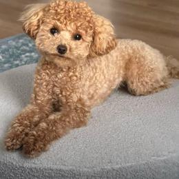 Poodle puppies from PNW PAWS