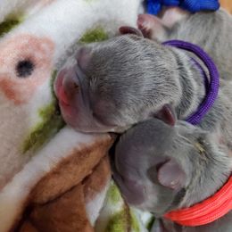 French Bulldog Puppies from Basket of love bulldogs