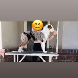 Miniature American Shepherd and Miniature Australian Shepherd Puppies from Scv minis