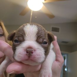 Boston Terrier and French Bulldog Puppies from Legends Frenchton's, French Bulldogs ,Boston Terriers & French Bullhuahua's