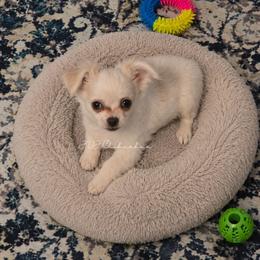 Athena - Cream and white female Chihuahua puppy in El Paso, Texas from JVJ Chihuahua