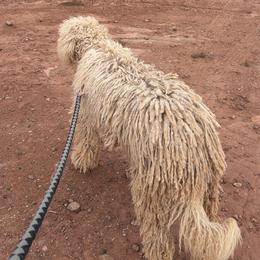 Minaret - Komondor