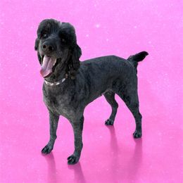 Zuma - Goldendoodle