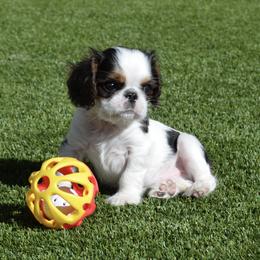 English Toy Spaniels and French Bulldogs from Renaissance French Bulldogs and English Toy Spaniels