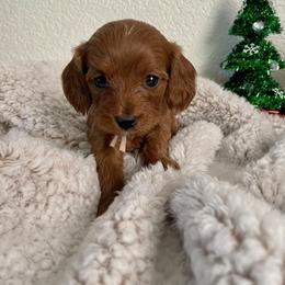 Bubblegum - Red female Cavapoo puppy in Tucson, Arizona from Indie Boo’s mini Cavapoos