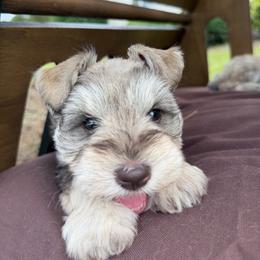 Miniature Schnauzer Puppies from Rooted Hearts Miniature Schnauzers