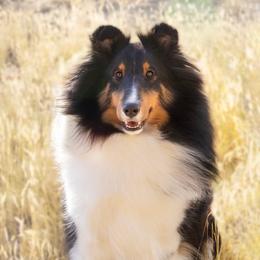 Leaf - Shetland Sheepdog