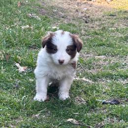 Maple - White and red female Border Collie puppy in Mckinney, Texas from Border Collies of Ruidoso