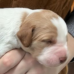 Zina boy 4 - Orange and white male Brittany puppy in Floyd Knobs, Indiana from Cross Creek Brittanys