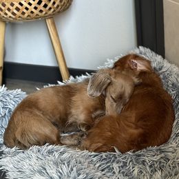 Dachshund puppies from HP Dachs